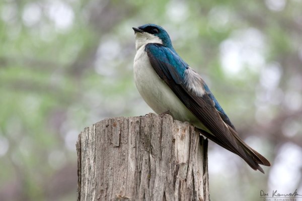 Tree Swallow