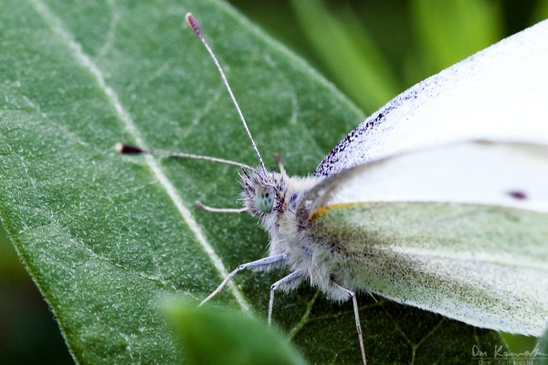 Beauty in the smallest places