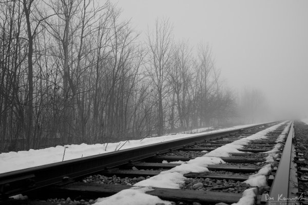 Tracks and tree line