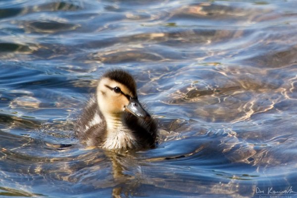 Duckling