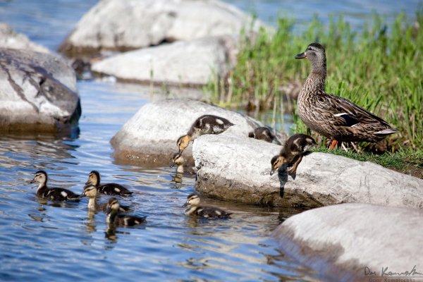 Ducks