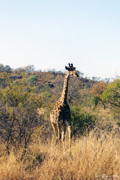 Giraffe