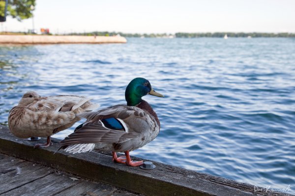 Ducks