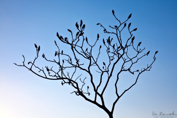 Tree Silhouette