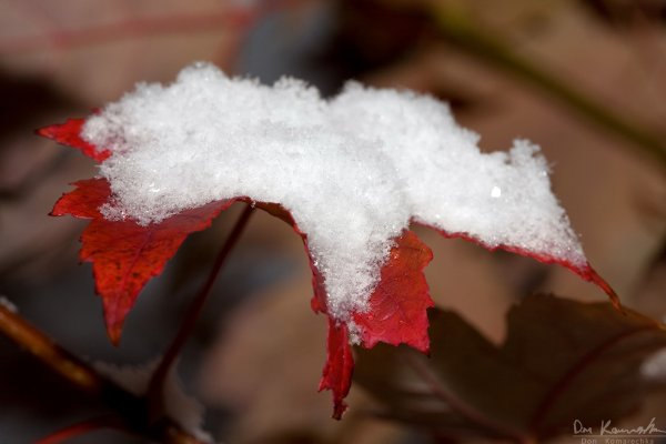 Snowy maple leaf