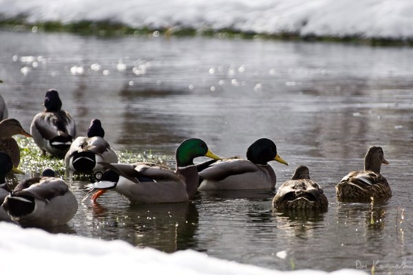 Ducks in winter