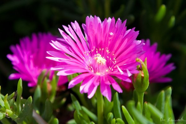 Pink Flowers