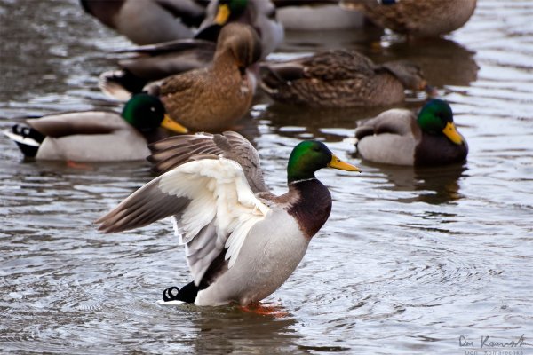 Duck flapping