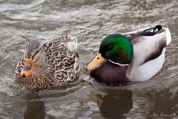 Male and female ducks