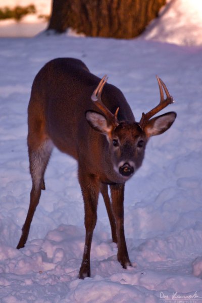 Deer at night