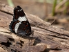 Butterfly by the water