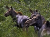 Moose Family