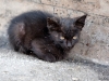 Sick kitten