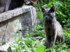Hungry Kitty