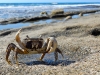 Charlie the Crab