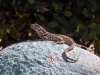 Lizard