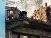 Curious Puppies
