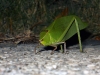 Insect