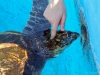 Touching the Turtles