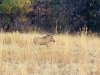 Warthog (probably)