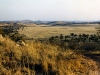 African field