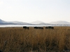Herd of wildebeests