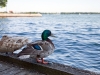 Ducks