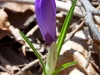 Easter Flowers