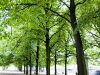 Tree Line