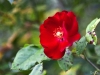 Berlin Red Flower