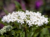 White flowers