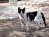 Paraskeva's cat