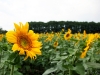 Sunflower field