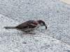 Beach bird