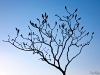 Tree Silhouette