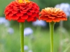 Flower close-up