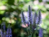 Wildflowers