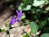 Wildflowers 2