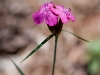 Wildflowers 5