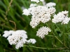 Flowers in Vienna 2
