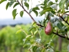 Pear tree in a vineyard