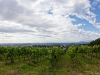 Vineyard