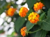 Yellow Flowers 2