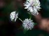 White flowers near Neuschwanstein