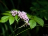 Pink flowers near Neuschwanstein
