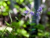 Purple flowers near Neuschwanstein
