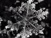 Frosty Snowflake