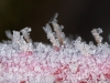 Rock Candy