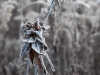 Winter Flowers