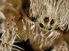 Spider close-up